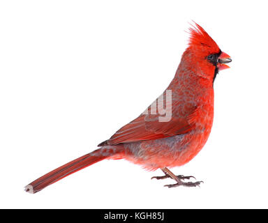 Mâles du cardinal, Cardinalis cardinalis, manger une graine isolated on white Banque D'Images