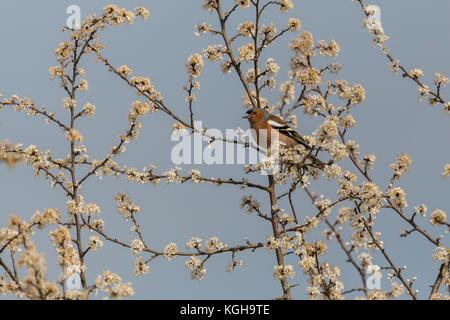 Homme naturel (Fringilla coelebs chaffinch commun) Comité permanent sur bush en fleurs blanc Banque D'Images