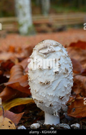 Coprinus comatus, exemple de Shaggy ou inkcap, champignons délicieux champignon comestible dans habitat naturel avec beaucoup de feuilles mortes en arrière-plan Banque D'Images