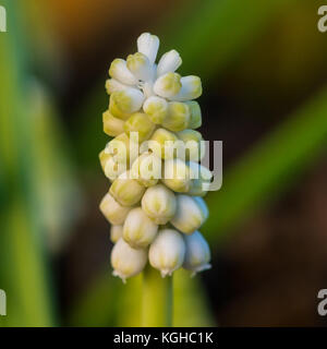 Un plan macro sur une fleur jacinthe de raisin blanc. Banque D'Images