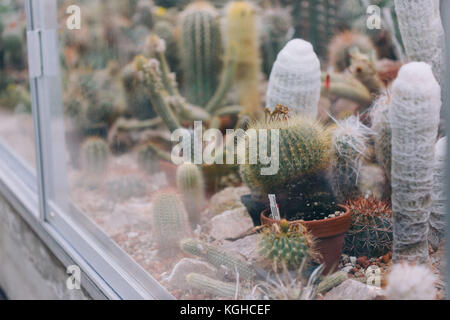 Pépinière de cactus au Jardin botanique de Nymphenburg, Munich, Bavière, Allemagne. Banque D'Images