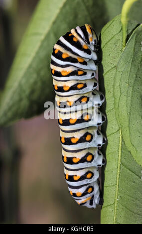 Swallowtail noir orientale Caterpillar (larves) Papilio polyxenes asterius Banque D'Images