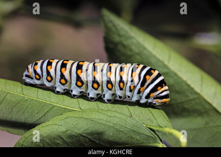 Swallowtail noir orientale Caterpillar (larves) Papilio polyxenes asterius Banque D'Images