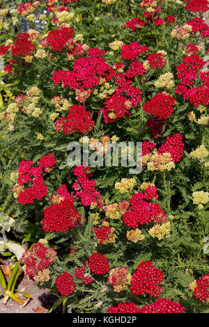 L'achillée millefeuille - achillea 'pomegranate' famille série tutti frutti Banque D'Images