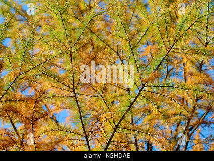 Les aiguilles de mélèze doré changeant de couleur à l'automne, un automne feuillage tout à fait unique. Banque D'Images