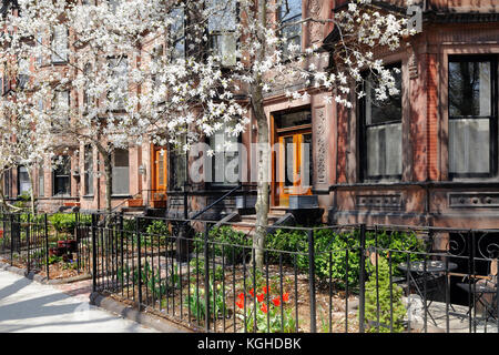 Back Bay, Boston. appartements brownstone victorienne et white star magnolia en fleurs arbres au début du printemps. Banque D'Images