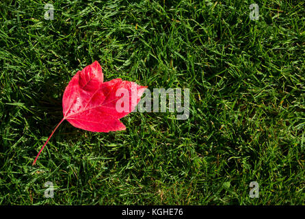 Feuille d'érable rouge sur l'herbe verte. Résumé. Banque D'Images