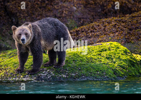 L'ours grizzly femelle avec cub nourrir le long de la laisse de basse mer le long de l'inlet Knight rivage, la forêt pluviale de Great Bear, en Colombie-Britannique, Canada. Banque D'Images