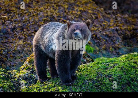 Grizzly Bear cub de nourriture le long de la ligne de marée basse près de l'eau, de la forêt pluviale de Great Bear, Knight Inlet, en Colombie-Britannique, Canada. Banque D'Images
