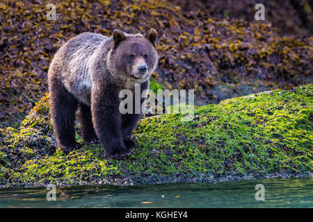 Grizzly Bear cub de nourriture le long de la ligne de marée basse près de l'eau, de la forêt pluviale de Great Bear, Knight Inlet, en Colombie-Britannique, Canada. Banque D'Images