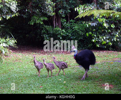 Les mâles adultes sauvages cassowary avec trois poussins pelouse résidentiel passé d'itinérance, Mission Beach, Queensland, Australie Banque D'Images