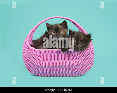 Deux chatons écaille ensemble dans un panier rose sur un fond bleu turquoise bleu Banque D'Images