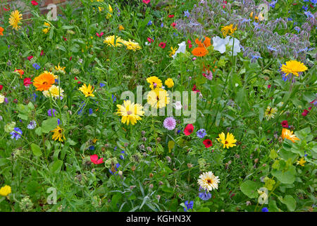 Une prairie de fleurs colorées en étroite jusqu'à la plantation mixte y compris calendula officinalis, Bourrache, soucis et lavatera Banque D'Images