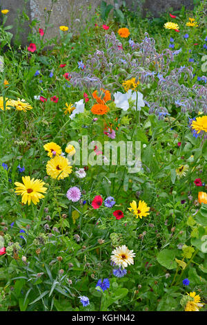 Une prairie de fleurs colorées en étroite jusqu'à la plantation mixte y compris calendula officinalis, Bourrache, soucis et lavatera Banque D'Images