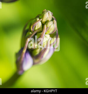 Un plan macro sur un bouton floral bluebell. Banque D'Images