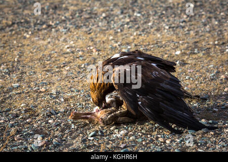 Golden Eagle a attaqué un lapin et l'a tué. Banque D'Images