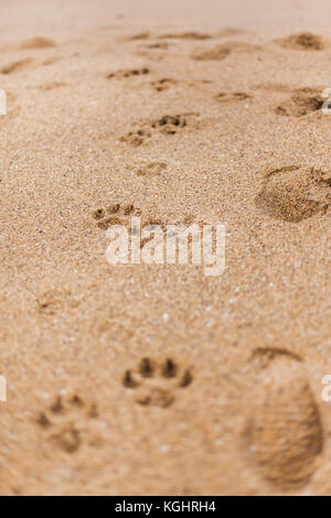 Chien empreintes laissées dans le sable à l'emblématique Bells Beach, situé à Torquay, Victoria Banque D'Images