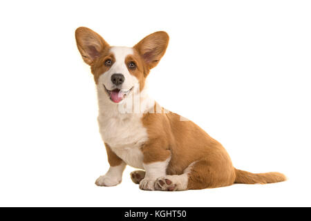 Cute smiling sitting Welsh Corgi chiot face caméra isolé sur fond blanc Banque D'Images