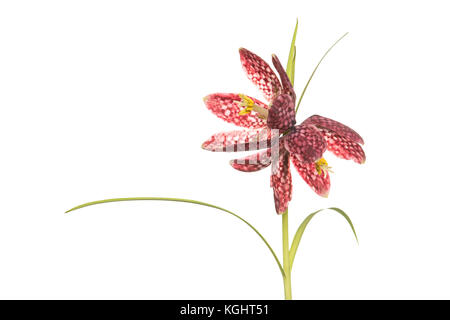 En fleurs fleurs boloria isolé sur fond blanc Banque D'Images