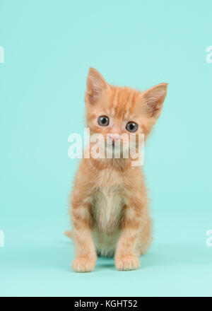 Red ginger 8 semaines baby cat sur un fond bleu turquoise Banque D'Images