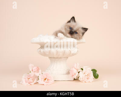 Cute 6 semaines poupée de chiffon bébé chat aux yeux bleus qui pèsent sur le bord d'un pot de fleur avec des roses blanches et d'un off-white background Banque D'Images