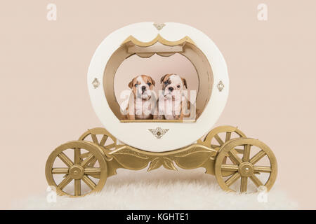 Deux chiots bouledogue anglais dans un chariot en bois princesse sur un fond couleur sable Banque D'Images