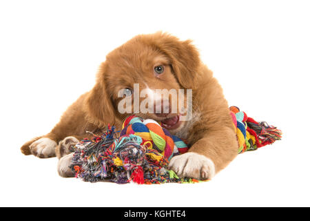 Cute Nova Scotia Duck Tolling Retriever puppy vu de l'avant, face à l'appareil photo se trouvant sur le plancher à mâcher sur un jouet chien corde tissé multicolore Banque D'Images