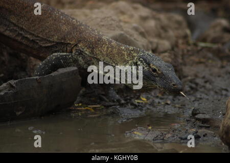 L'Indonésie, à l'est de Nusa Tenggara, l'île de Komodo Parc national de Komodo, inscrite au patrimoine mondial de l'unesco, le jeune dragon de Komodo (Varanus komodoensis) âgés de 3 Banque D'Images