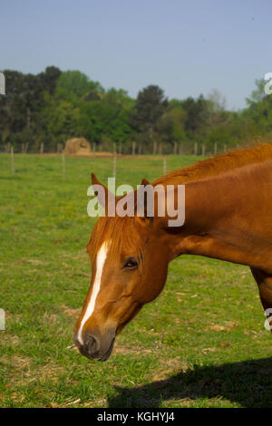 HEAD SHOT OF PREGNANT MARE, À L'UNIVERSITÉ DE GEORGIA'S HORSE PROGRAMME, ATHENS, GA Banque D'Images