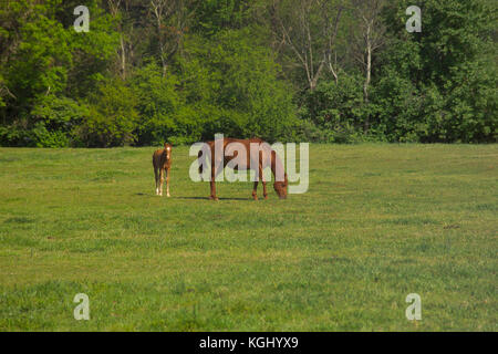 MARE AVEC POULAIN DANS LES PÂTURAGES, À L'UNIVERSITÉ DE GEORGIA'S HORSE PROGRAMME, ATHENS, GA Banque D'Images