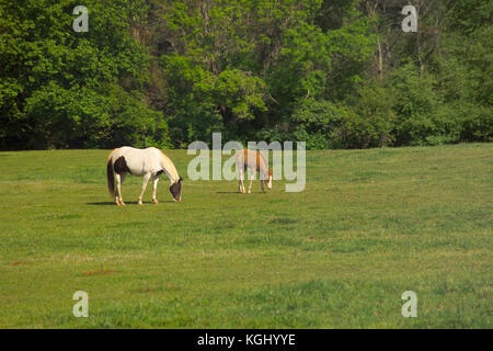 MARE AVEC POULAIN DANS LES PÂTURAGES, À L'UNIVERSITÉ DE GEORGIA'S HORSE PROGRAMME, ATHENS, GA Banque D'Images