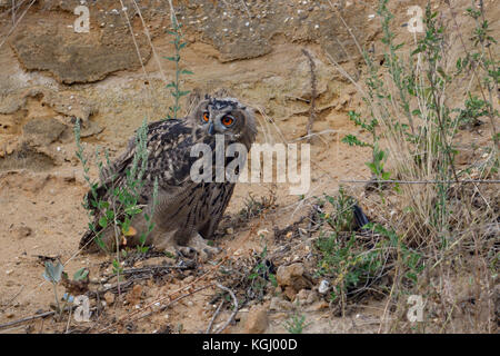 Grand / owl Bubo bubo europaeischer uhu ( ), jeune oiseau, perché sur la pente d'une gravière, regarder en arrière, de la faune, de l'Europe. Banque D'Images