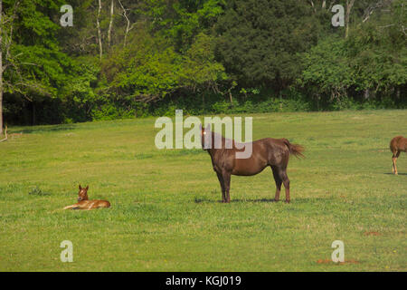 MARE AVEC POULAIN DANS LES PÂTURAGES, À L'UNIVERSITÉ DE GEORGIA'S HORSE PROGRAMME, ATHENS, GA Banque D'Images