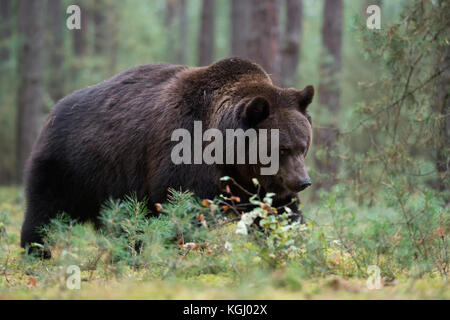 Ours brun eurasien / Braunbaer ( Ursus arctos ), fort et puissant, marchant dans la sous-croissance d'une forêt boréale, Europe.