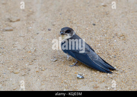 Sable Martin / Schallow de banque / Uferschwalbe ( Riparia riparia) assis sur le sol, la collecte, le transport de matériel de nidification dans son bec, la faune, Europ Banque D'Images