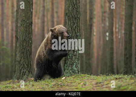 Ours brun européen / Braunbaer ( Ursus arctos ), ludique cub, debout sur ses pattes, se cachant derrière un arbre, joue à cache-cache, l'air drôle, Europe Banque D'Images