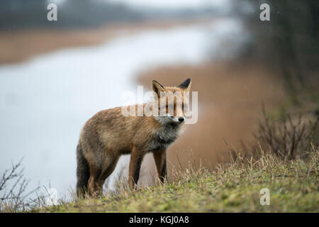 Red Fox / rotfuchs ( Vulpes vulpes ) adulte, venant jusqu'à une colline au-dessus d'une rivière, en attente, en regardant attentivement, prudente, de la faune, de l'Europe. Banque D'Images