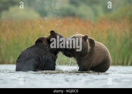 Les ours bruns d'eurasie / Braunbaeren ( Ursus arctos ) combats, découvrant leurs dents, se battre, se débattre entre deux adolescents dans l'eau peu profonde d'un lak Banque D'Images