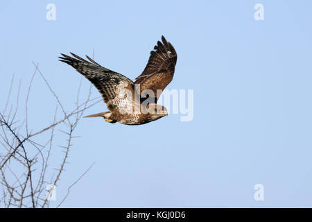 Buzzard commun / Maeusebussard ( Buteo buteo ), adulte, décollage d'un buisson sans feuilles, commence le vol de chasse, contre ciel bleu propre, wildife, Europe Banque D'Images