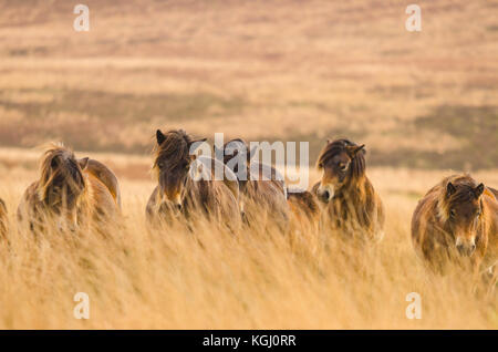 Poneys Exmoor avec poulain parmi les longues herbes de pâturage sur les Landes Banque D'Images