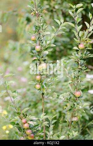 Malus domestica, Apple, 'Katy' dans le secteur des fruits, Pays de Galles, Royaume-Uni Banque D'Images