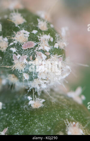 Mealybug infestation méaly de punaises sur cactus, Royaume-Uni Banque D'Images