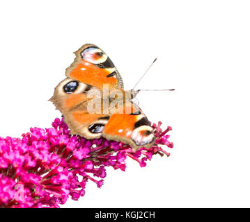 Papillon paon européen assis sur une fleur. Banque D'Images