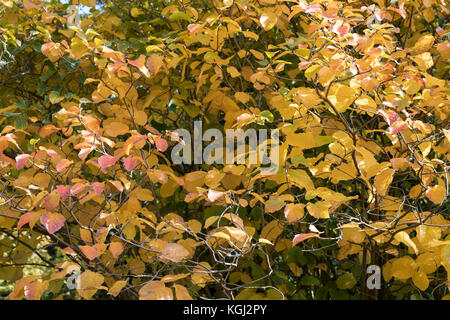 Fothergilla major Monticola Groupe. Witch Mountain alder monticola arbuste Groupe de feuilles à l'automne. UK Banque D'Images