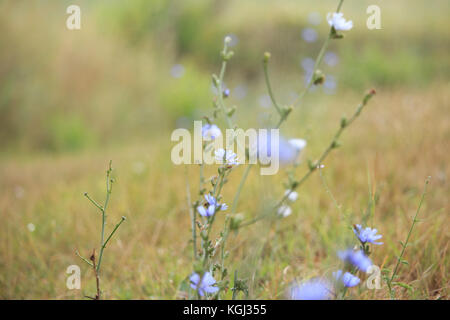 White fleurs sauvages Banque D'Images