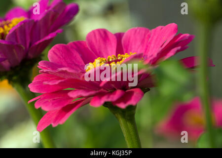 De gros plan sur un parterre de zinnia rose dans un jardin Banque D'Images