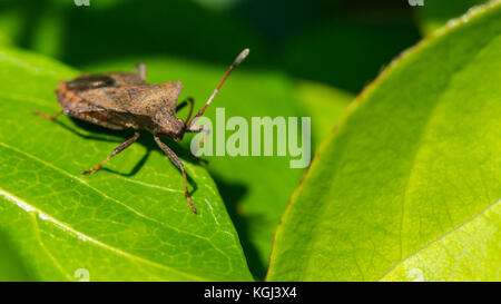 Un plan macro sur un quai bug assis sur une feuille verte. Banque D'Images