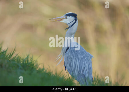 Héron cendré (Ardea cinerea) adulte, debout sur grassy bank, Cumbria, Angleterre, Mars Banque D'Images