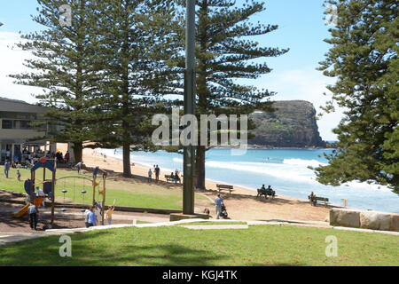 Park, Norfolk Island pines et cafe zone derrière la plage d'avalon Sydney Australie. Banque D'Images