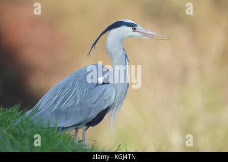 Héron cendré (Ardea cinerea) adulte, debout sur grassy bank, Cumbria, Angleterre, Mars Banque D'Images